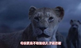 最新爆料的辛巴视频大全,揭秘网红背后的真实生活